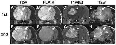 Case Report: 18F-Fluoro-L-Phenylalanine Positron Emission Tomography Findings and Immunoreactivity for L-Type Amino Acid Transporter 1 in a Dog With Meningioma